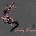 Cherry blossom event template with hand drawn branch with pink cherry flowers blooming. Sakura blossoming festival banner. Chinese Royalty Free Stock Photo