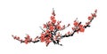 Cherry blossom event template with hand drawn branch with pink cherry flowers blooming. Realistic sakura blossom - Royalty Free Stock Photo