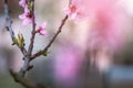 Cherry Blossom Extravaganza: Pink Petals Under Spring's Spell