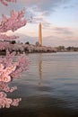 Cherry Blossom Festival Royalty Free Stock Photo