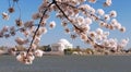 Cherry Blossom Festival Royalty Free Stock Photo