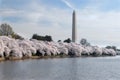 Cherry Blossom Festival