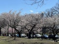 Cherry Blossom Festival at Branch Brook Park in Newark, New Jersey