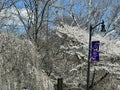 Cherry Blossom Festival at Branch Brook Park in Newark, New Jersey