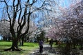 Cherry Blossom Festival at Branch Brook Park in Newark, New Jersey