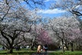 Cherry Blossom Festival at Branch Brook Park in Newark, New Jersey