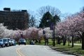 Cherry Blossom Festival at Branch Brook Park in Newark, New Jersey
