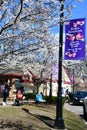 Cherry Blossom Festival at Branch Brook Park in Newark, New Jersey