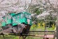 Cherry Blossom Festival at Funaoka Castle Ruin Park,Shibata,Miyagi,Tohoku,Japan on April12,2017:Slope car passing sakura tunnel Royalty Free Stock Photo