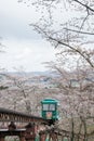 Cherry Blossom Festival at Funaoka Castle Ruin Park,Shibata,Miyagi,Tohoku,Japan on April12,2017:Slope car passing sakura tunnel Royalty Free Stock Photo