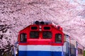 Cherry blossom festival at Gyeonghwa railway station.Jinhae,South Korea