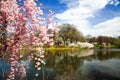 The Cherry Blossom Festival in New Jersey