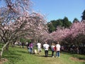 Cherry Blossom Festival