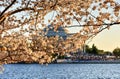 Cherry Blossom Festival - Washington, D.C. Royalty Free Stock Photo