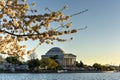 Cherry Blossom Festival - Washington, D.C. Royalty Free Stock Photo