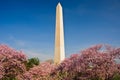 Cherry Blossom Festival in Washington, DC