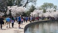 Cherry Blossom Festival in Washington DC