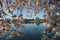 Cherry Blossom Festival. Washington, DC Royalty Free Stock Photo