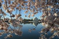 Cherry Blossom Festival. Washington, DC Royalty Free Stock Photo