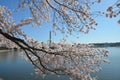 Cherry Blossom Festival. Washington, DC Royalty Free Stock Photo