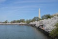 Cherry Blossom Festival. Washington, DC Royalty Free Stock Photo