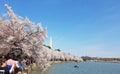 The Cherry Blossom Festival in Washington DC, USA Royalty Free Stock Photo