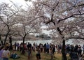 The Cherry Blossom Festival in Washington DC, USA Royalty Free Stock Photo