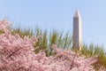 Cherry blossom festival with Washington memorial around the tidal basin Royalty Free Stock Photo