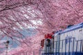 Cherry blossom festival at Yeojwacheon Stream, Jinhae Gunhangje festival, Jinhae, South Korea, Cherry blossom with train in South Royalty Free Stock Photo