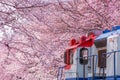 Cherry blossom festival at Yeojwacheon Stream, Jinhae Gunhangje festival, Jinhae, South Korea, Cherry blossom with train in South Royalty Free Stock Photo