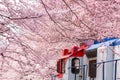 Cherry blossom festival at Yeojwacheon Stream, Jinhae Gunhangje festival, Jinhae, South Korea, Cherry blossom with train in South Royalty Free Stock Photo