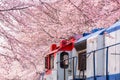Cherry blossom festival at Yeojwacheon Stream, Jinhae Gunhangje festival, Jinhae, South Korea, Cherry blossom with train in South Royalty Free Stock Photo