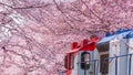 Cherry blossom festival at Yeojwacheon Stream, Jinhae Gunhangje festival, Jinhae, South Korea, Cherry blossom with train in South Royalty Free Stock Photo