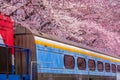 Cherry blossom festival at Yeojwacheon Stream, Jinhae Gunhangje festival, Jinhae, South Korea, Cherry blossom with train in South Royalty Free Stock Photo