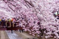 Cherry blossom festival at Yeojwacheon Stream, Jinhae Gunhangje festival, Jinhae, South Korea, Cherry blossom with train in South Royalty Free Stock Photo