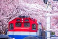 Cherry blossom festival at Yeojwacheon Stream, Jinhae Gunhangje festival, Jinhae, South Korea, Cherry blossom with train in South Royalty Free Stock Photo