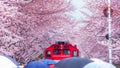 Cherry blossom festival at Yeojwacheon Stream, Jinhae Gunhangje festival, Jinhae, South Korea, Cherry blossom with train in South Royalty Free Stock Photo