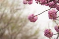 Cherry Blossom Royalty Free Stock Photo