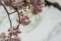 Cherry Blossom Royalty Free Stock Photo