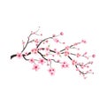 Cherry blossom flower blooming vector. Cherry blossom branch with sakura flower. Pink sakura flower background. Sakura on white Royalty Free Stock Photo