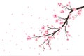Cherry blossom flower blooming vector. Pink sakura flower background. Watercolor cherry blossom vector. Cherry blossom branch with Royalty Free Stock Photo