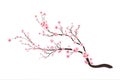 Cherry blossom flower blooming vector. Pink sakura flower background. Sakura on white background. Watercolor cherry bud. Cherry Royalty Free Stock Photo