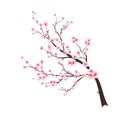 Cherry blossom flower blooming vector. Watercolor cherry blossom vector. Sakura on white background. Pink sakura flower background Royalty Free Stock Photo