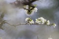 Cherry blossom flower in foggy blurry background for relaxing serenity Royalty Free Stock Photo
