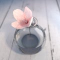 Cherry blossom flower in a glass vase