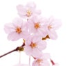 Cherry blossom flower isolated