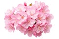 cherry blossom flower isolated on white background with clipping path. cherry blossom sakura isolated on white background with Royalty Free Stock Photo