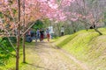 Cherry Blossom Flower Khun Chang Kian