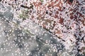 cherry blossom flower pedals on the ground Royalty Free Stock Photo