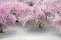 Cherry blossom flower in pink